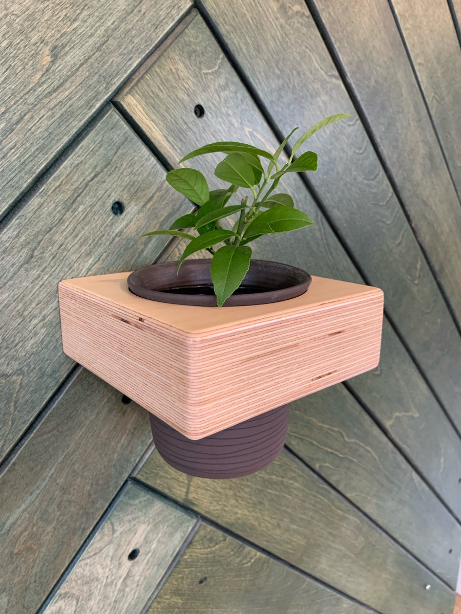 Baltic Birch 'Potska' Wall-Mounted Planter