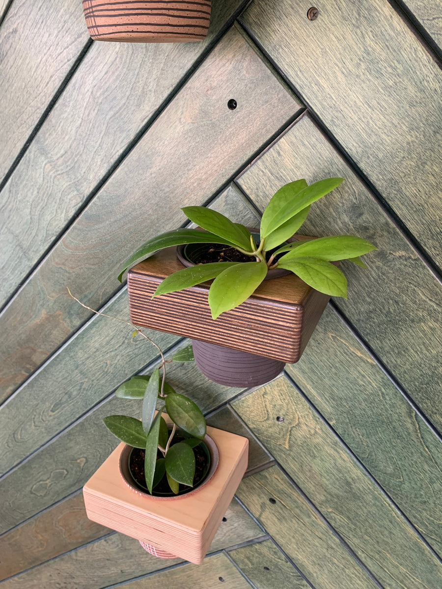 Baltic Birch 'Potska' Wall-Mounted Planter