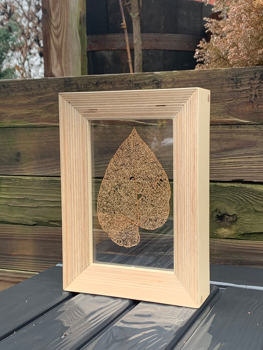 Leaf Pressings in Handmade Baltic Birch Plywood Beveled Frames