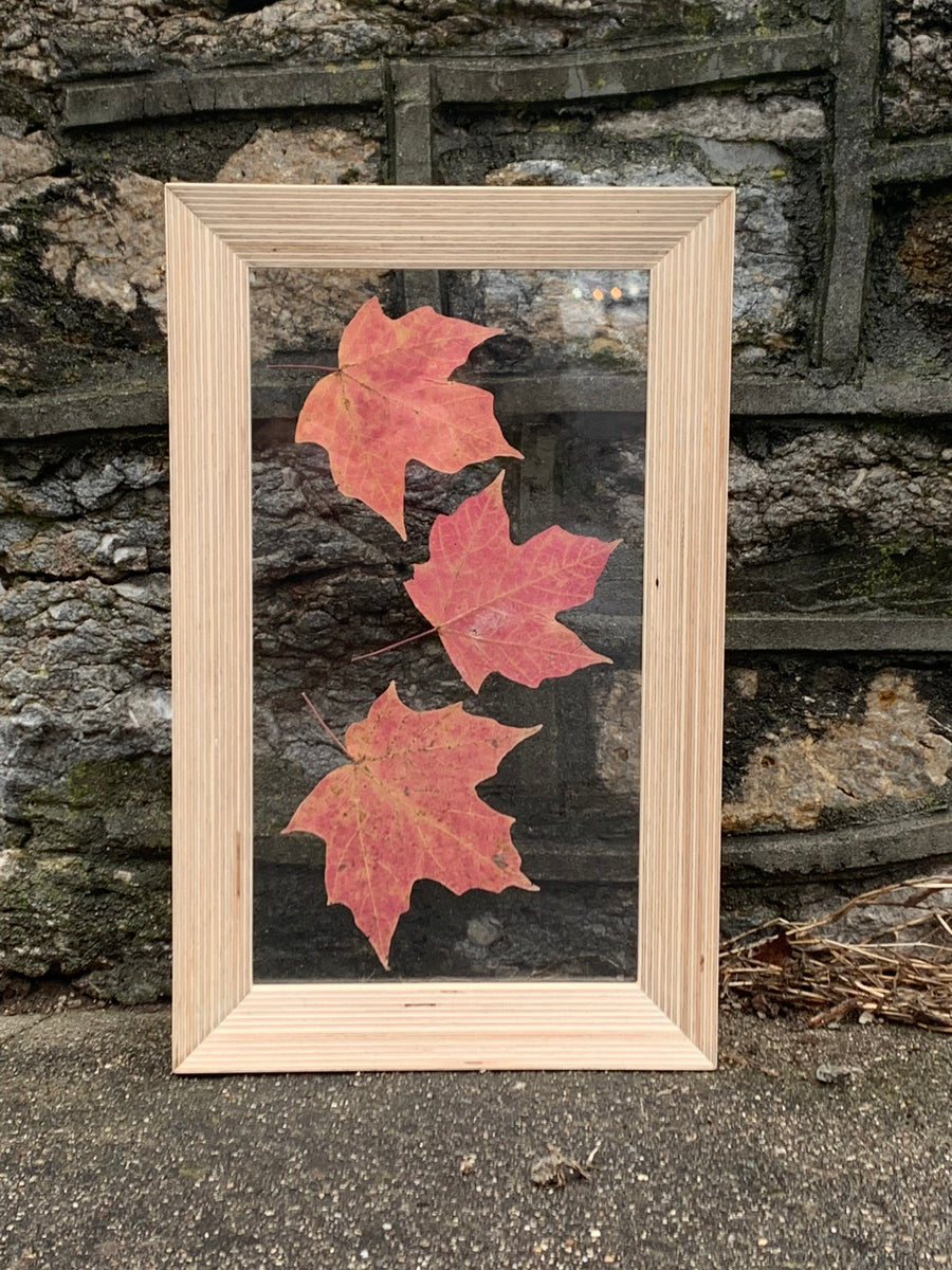 Leaf Pressings in Handmade Baltic Birch Plywood Beveled Frames